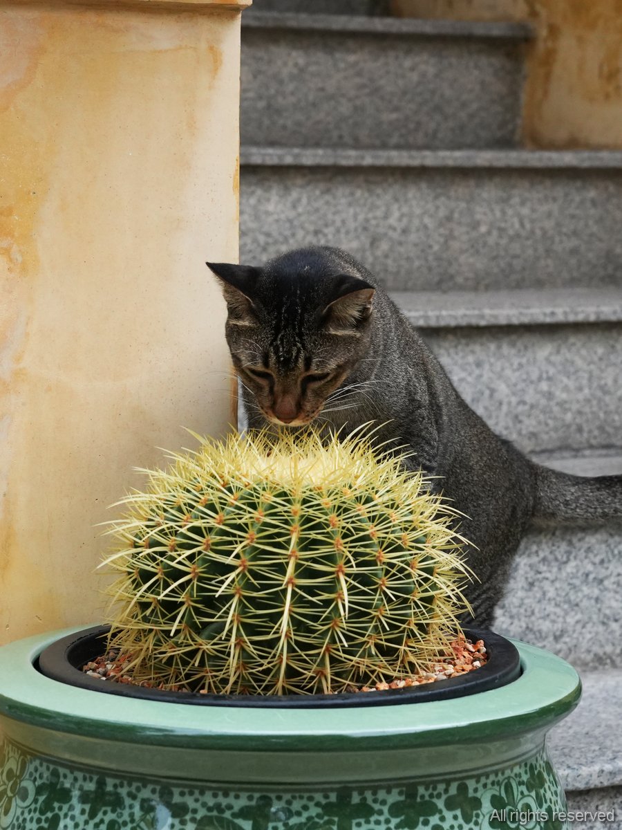 Cat and Cactus